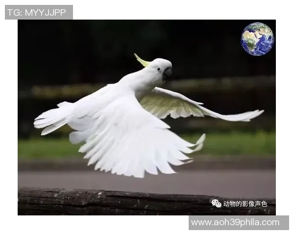 鹦鹉足球明星的名字盘点与介绍让我们一起了解这些绿羽球场英雄